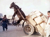 Photo of a jackass in dire straits