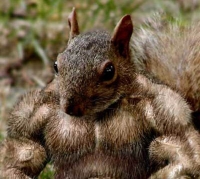 A very muscular squirrel